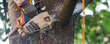 Best Tree Disease Treatment  in South Hill, VA