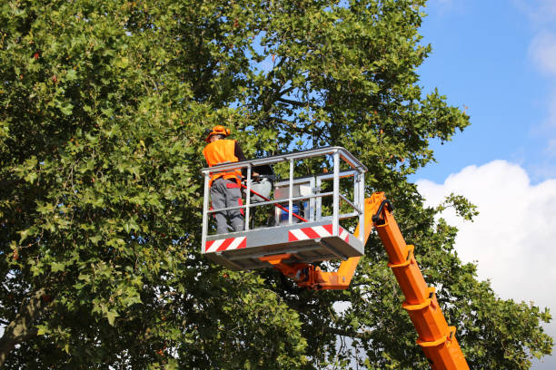 Trusted South Hill, VA Tree Care Services Experts