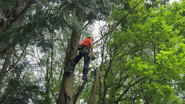 Best Storm Damage Tree Cleanup  in South Hill, VA