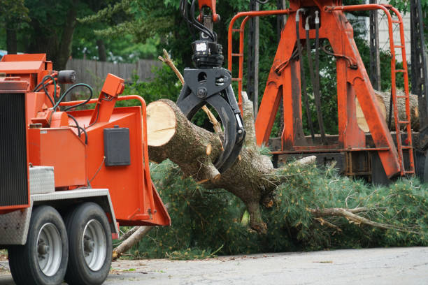 Best Tree Trimming and Pruning  in South Hill, VA