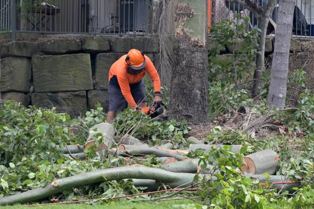  South Hill, VA Tree Care Services Pros