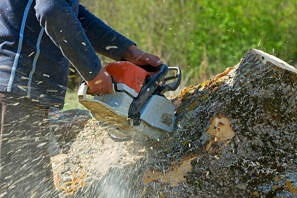 Best Tree Preservation Services  in South Hill, VA