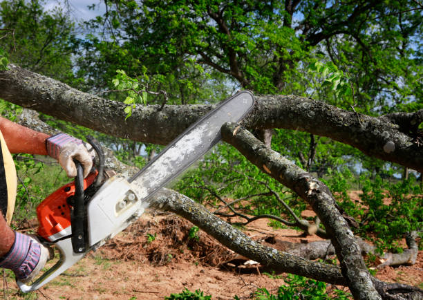 How Our Tree Care Process Works  in  South Hill, VA